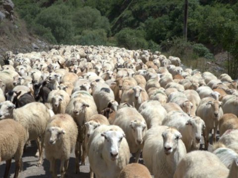 Azərbaycanda&nbsp;qoyunların sayı AZALIR