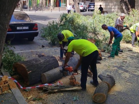 Bakıda güclü külək 7 ağacı aşırdı&nbsp;- FOTOLAR