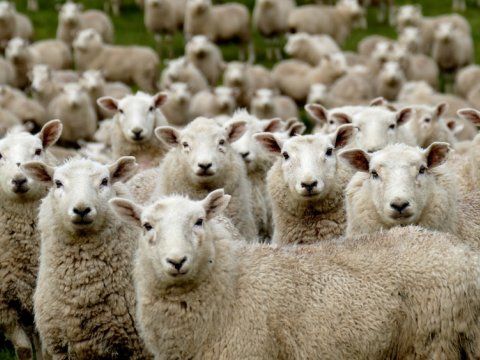 7-8 kiloluq quzuları niyə kəsirlər? - Oliqarx məmurlar və mübahisəli AÇIQLAMA