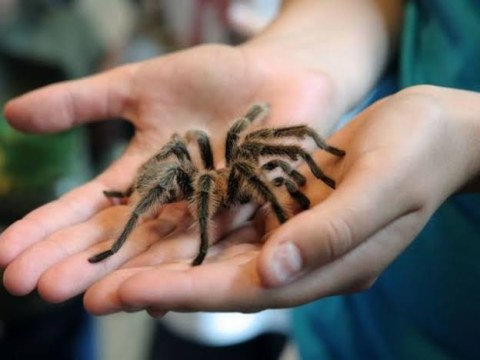 10 yaşlı uşaq yeni hörümçək növü aşkarladı
