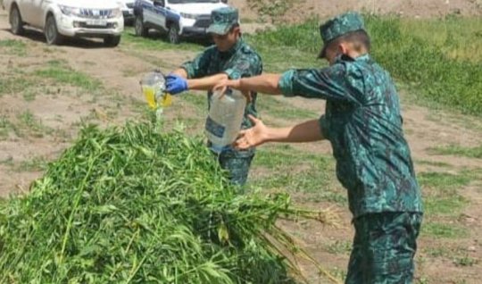 Laçında 1.2 ton narkotik məhv edildi 