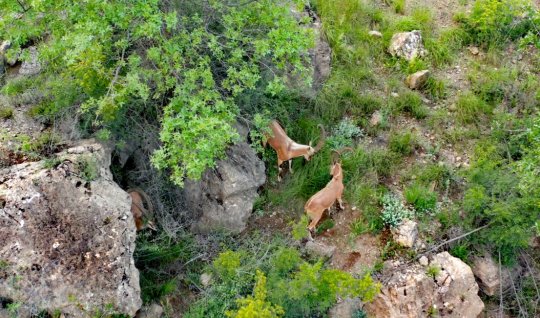 Zəngilan qayalıqlarında iribuynuzlu dağ keçiləri - VİDEO