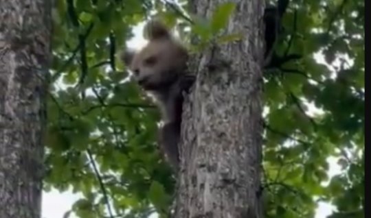 Laçında ayı balası - GÖRÜNTÜLƏR