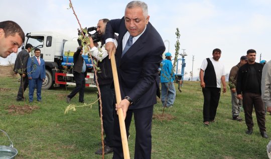 Xocalının Ballıca kəndində badam ağaçları əkilib - FOTO 