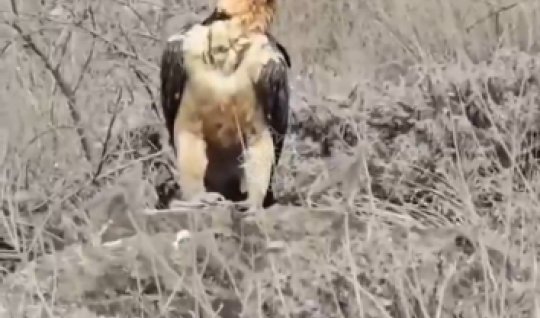 Laçında nadir quş göründü - FOTOLAR