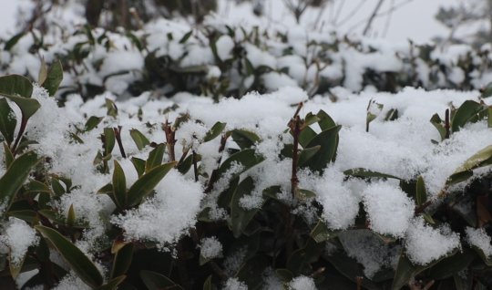 Xankəndi şəhərinə güclü qar yağır. - FOTO