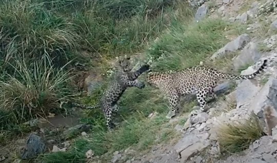 Zəngəzur dağlarında bəbir tapıldı