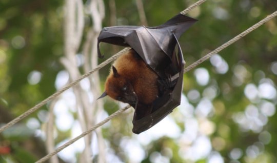 Yeni virüs ne kadar korkutucu? - 100 kişi karantinaya alındı
