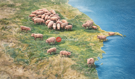 Azərbaycanda donuzlar&nbsp;çoxalır &ndash; Bölgələr üzrə RƏQƏMLƏR