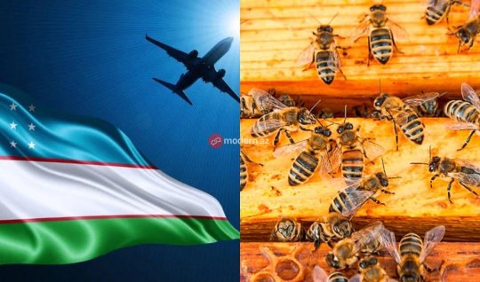Özbəkistandan gətirilən arı ailələri təhlükəlidir - XƏBƏRDARLIQ&nbsp;