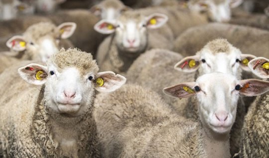 19-year-old raped sheep and goats - horror