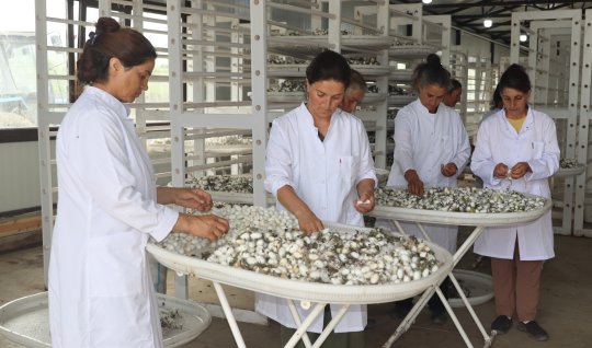 Xocalıda 34 ildən sonra ilk dəfə barama tədarük edildi&ndash; FOTO