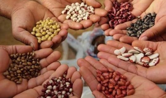 Azərbaycanda qeydiyyatsız toxum satışı qadağan olunur