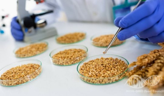 Genetik modifikasiya olunmuş toxumların satışına qadağa qoyulur
