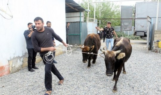 Azərbaycanda minlərlə ailəyə mal-qara paylanacaq -&nbsp;66 milyon ayrıldı