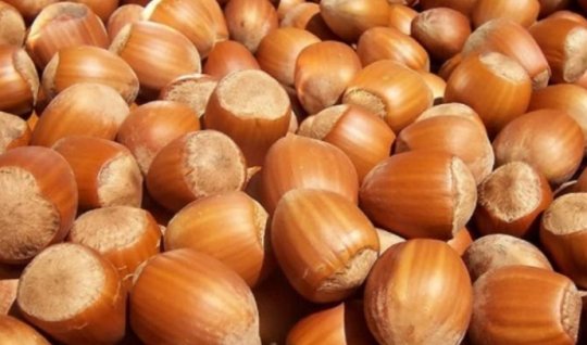 Fındığın kiloqramı 7 manat bahalaşdı&nbsp;