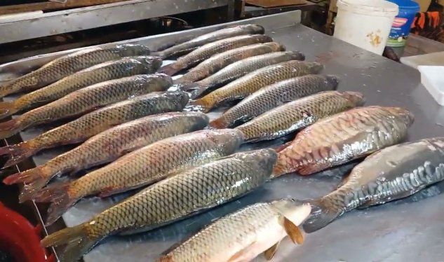 Yerli bazarda balığın bahalaşma səbəbi - AÇIQLANDI