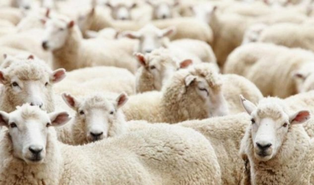 Somalidən gətirilən ət satış üçün deyilmiş &ndash; RƏSMİ