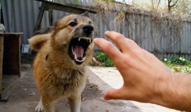 Bakıda "it kabusu": Bir ayda 65 nəfər xəsarət alıb