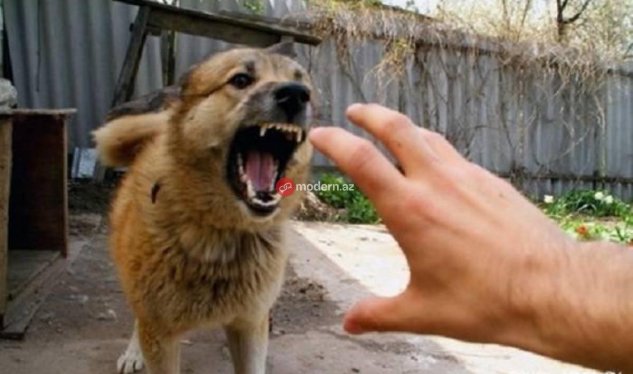 Bakıda "it kabusu": Bir ayda 65 nəfər xəsarət alıb