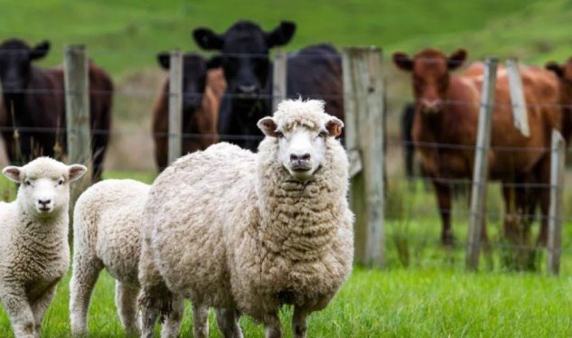 Azərbaycanda mal-qara, qoyun-keçi sürətlə AZALIR