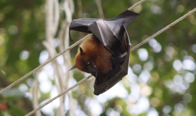 Yeni virüs ne kadar korkutucu? - 100 kişi karantinaya alındı