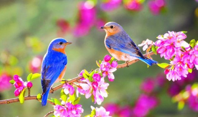 Yazın Azərbaycana daxilolma vaxtı AÇIQLANDI