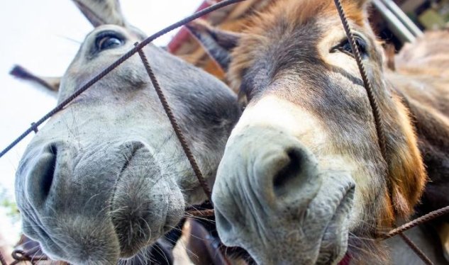 Ən çox&nbsp;və az eşşəyi olan rayonlar&nbsp;- SİYAHI