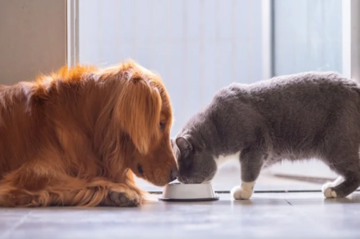 Bu ölkədən it-pişik yemi almaq üçün milyonlar xərcləyirik