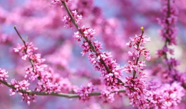 Aprelin ilk günü üçün hava proqnozu - 25 dərəcə isti...