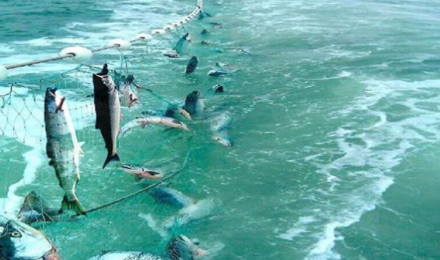 Azərbaycanda sabahdan balıq ovu qadağan edilir