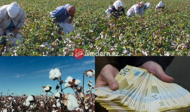 Fermerlər satdığı pambığın pulunu niyə ala bilmir? - PROBLEM