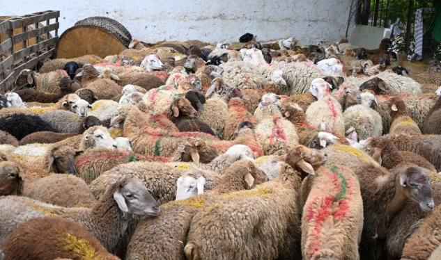 Bu ünvanlarda qurbanlıq heyvanların satışı və kəsimi təşkil olunacaq - SİYAHI