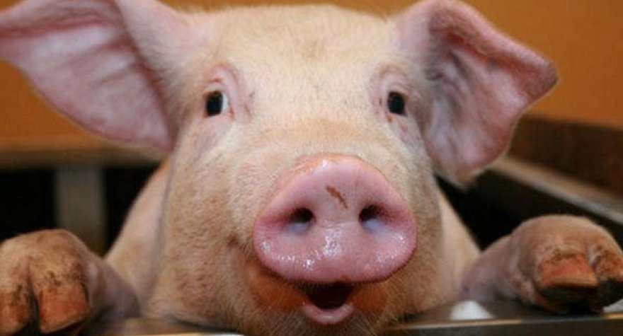 Azərbaycanda donuzlar azalıb -&nbsp;Ən çox hansı rayonlarda saxlanılır...