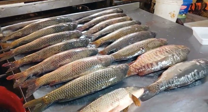 Azərbaycanda balığın qiyməti&nbsp;3-4 dəfə qalxıb