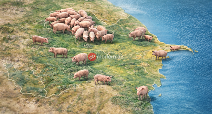 Azərbaycanda donuzlar&nbsp;çoxalır &ndash; Bölgələr üzrə RƏQƏMLƏR