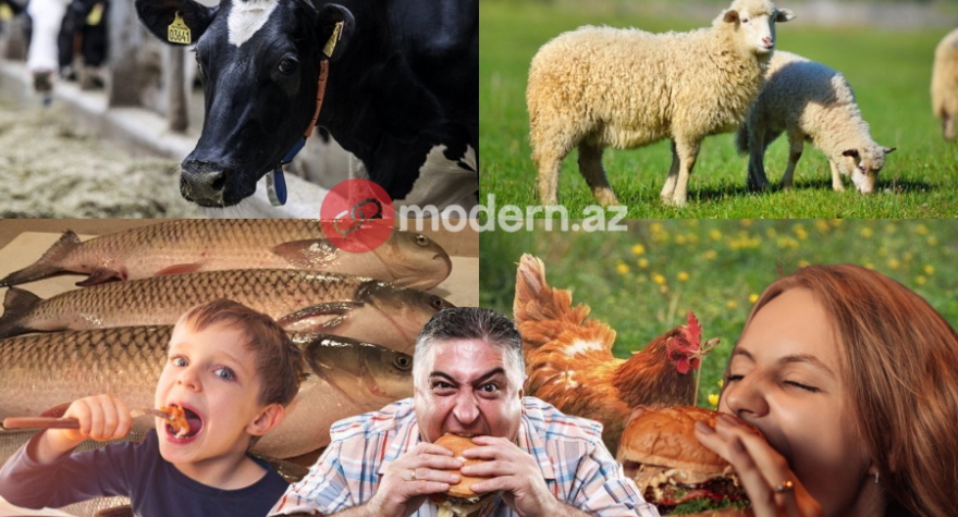 Hər azərbaycanlı ömrü boyu 4 inək, 35 qoyun yeyir - ARAŞDIRMA