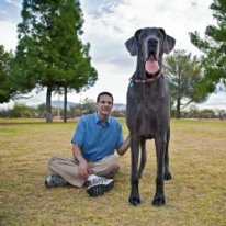Dünyanın ən uzun köpəyi Amerikadadır