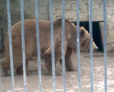 İyunda Bakı zooparkına yeni heyvanlar gətiriləcək 