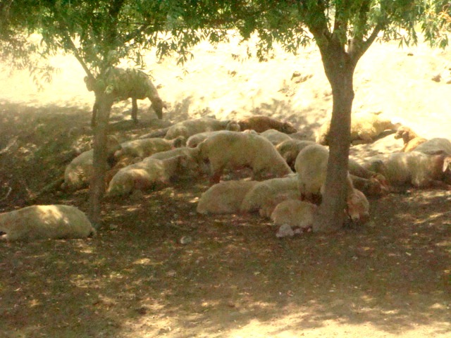 Kürlə mübarizə aparan Sabirabadda əkin sahələri susuzluqdan məhv olur 