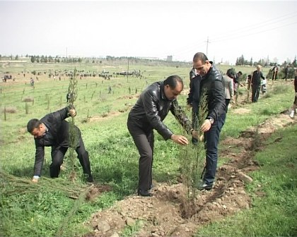 Gəncənin icra başçısı camaata qoşulub ağac əkdi (FOTO)