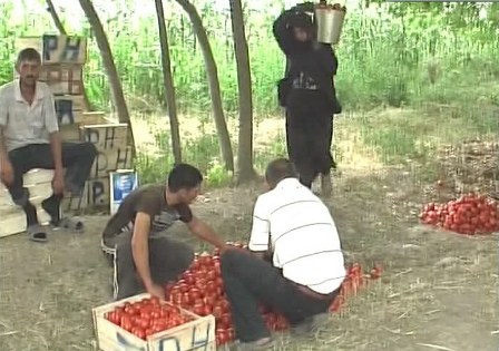 “Pomidor problemi”i ağdamlı fermerləri də vurdu