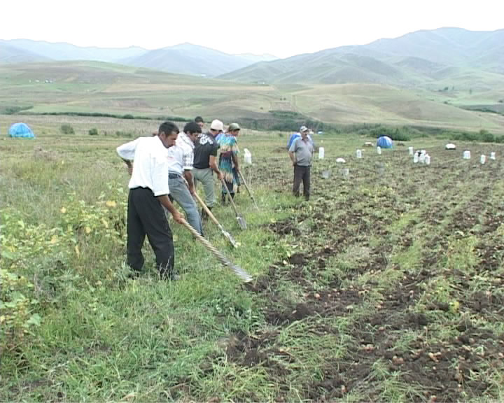 Gədəbəylilərin “kartof böhranı” 