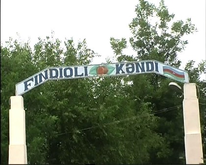 Zaqatala bağlarında fındıq yığımına başlanılıb (FOTOLAR)