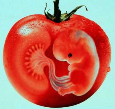 “GMO məhsullar”ın acı fəsadları... Körpələr arasında əlillik faizi artır  