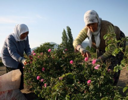 Azərbaycanda yarım milyardlıq biznes niyə dəfn edildi? 