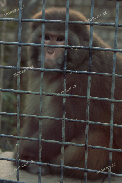 İşıq-qaz kəsilməsə, Bakıdakı kenqurunun problemi olmayacaq - Zooparkdan REPORTAJ