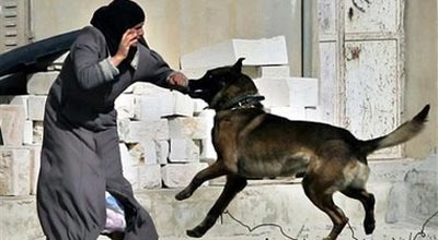 Azərbaycanda 8 nəfər quduzluqdan, 72 nəfər isə brüselyozdan ölüb