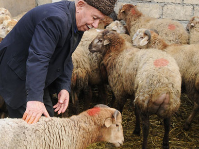Bakıda qurbanlıq heyvanların satış YERLƏRİ müəyyənləşdirildi