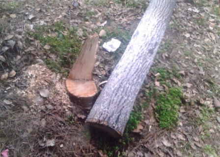 İcra Hakimiyyəti məcburi köçkünün torpağını əlindən alıb - FOTOLAR